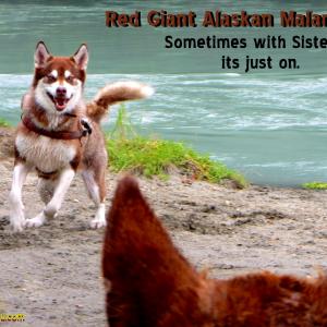 Red Giant Alaskan Malamutes  Sometimes with Sisters its just on Skadi appears in WildLike by Frank Hall Green check her out httpimdbmeskadi Enjoy!