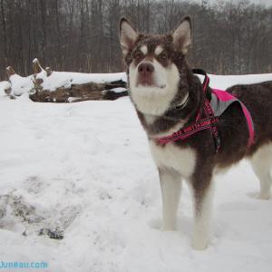 Skadi  Freya  Juneau Alaska Sisters 15 Months of age 125lbs Each  From Puppy Mill to the Big Screen an Alaskan Cinderella Story Appearing in the Feature Length Film WildLike by Frank Hall Green  Thank you for Clicking Like on her Page and Photos! Click the Right Side of Photo for More!!