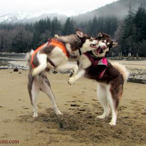 Dances with Malamutes Sisters 15 Months of age 125lbs Each Playing NOT Fighting! Skadi  Freya  Juneau Alaska From Puppy Mill to the Big Screen an Alaskan Cinderella Story Appearing in the Feature Length Film WildLike by Frank Hall Green  Thank you for Clicking Like on her Page and Photos! Click the Right Side of Photo for More!!