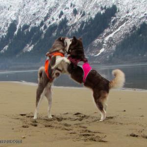 Dances with Malamutes Sisters 15 Months of age 125lbs Each Playing NOT Fighting! Skadi  Freya  Juneau Alaska From Puppy Mill to the Big Screen an Alaskan Cinderella Story Appearing in the Feature Length Film WildLike by Frank Hall Green  Thank you for Clicking Like on her Page and Photos! Click the Right Side of Photo for More!!