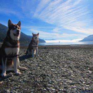 Skadi and Freya with Russell Josh Peterson  Sheep Creek Juneau Alaska From Puppy Mill to the Big Screen an Alaskan Malamute Cinderella Story Click  right on photo for more and please click Like on all you enjoy!