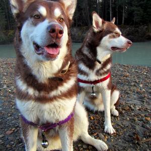Brotherhood Bridge Alaska ~ Long Shadows of Fall :: Thank you for your Kindness and Support. Russ, Skadi & Freya My favorite thing: Playing in the woods with my two best friends us three all side by next to in the world together, and in Love