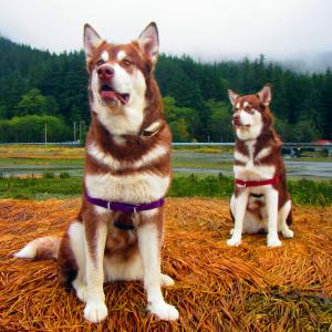 Skadi & Freya : 24 Months and 130lbs : Giant Red Alaskan Malamute : 