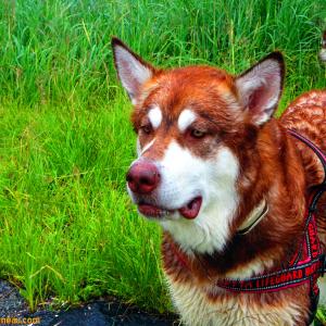 Skadi  20 Months and 130lbs  Giant Red Alaskan Malamute  From Puppy Mill to the Big Screen an Alaskan Cinderella Story Appearing in the Feature Length Film WildLike by Frank Hall Green  Thank you for Clicking LIKE