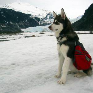 Freya  6 Months Old at Mendenhall Glacier Click LIKE on this Photo! Please enjoy her their Photos and Click LIKE on allyour Favorites!! Wearing Ruff Wear Backpacks httpimdbmerussellpeterson