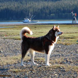 Freya : 19 Months and 130lbs : Giant Red Alaskan Malamute : 