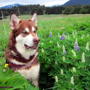 Skadi  19 Months and 130lbs  Giant Red Alaskan Malamute  From Puppy Mill to the Big Screen an Alaskan Cinderella Story Appearing in the Feature Length Film WildLike by Frank Hall Green  Thank you for Clicking LIKE