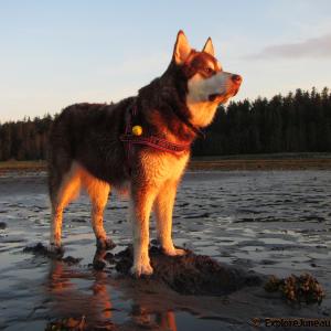 Skadi & Freya : 19 Months and 130lbs : Giant Red Alaskan Malamute : 