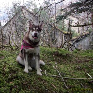 Skadi  16 Months and 125lbs  Giant Red Alaskan Malamute  From Puppy Mill to the Big Screen an Alaskan Cinderella Story Appearing in the Feature Length Film WildLike by Frank Hall Green  Thank you for Clicking Like on her Page and Photos! Click the Right Side of Photo for More!! httpExploreJuneaucom