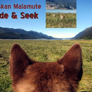 Alaskan Malamute Hide & Seek - Skadi and Freya - Sheep Creek Juneau Alaska. A moment in the life and love of dogs. They play for 2 hours a day with heavy cardio ball chasing playing hide & seek and grab ass! :) Thank you for your Kindness and Support!