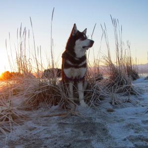 Skadi  Eagle Beach Alaska  Giant Red Alaskan Malamute  From Puppy Mill to the Big Screen an Alaskan Cinderella Story Appearing in the Feature Length Film WildLike by Frank Hall Green  Thank you for Clicking Like on her Page and Photos!
