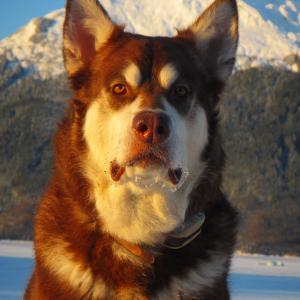 Skadi  Giant Red Alaskan Malamute  From Puppy Mill to the Big Screen an Alaskan Cinderella Story Appearing in the Feature Length Film WildLike by Frank Hall Green  Thank you for Clicking Like on her Page and Photos!