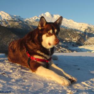 Freya : Giant Red Alaskan Malamute : 