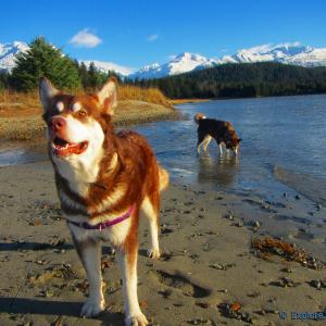 My sunshine does not come from the skies  it comes from the love in my dogs eyes Skadi n Freya with Russell Josh Peterson Eagle Beach Alaska