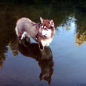  Reflections  Freya  20 Months and 130lbs  Giant Red Alaskan Malamute  From Puppy Mill to the Big Screen an Alaskan Cinderella Story Appearing in WildLike by Frank Hall Green  Thank you for Clicking Like on her