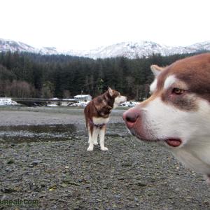 Skadi & Freya with Russell Josh Peterson @ Sheep Creek, Juneau, Alaska 2015