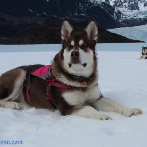 Skadi  Freya  16 Months and 125lbs  Giant Red Alaskan Malamute  From Puppy Mill to the Big Screen an Alaskan Cinderella Story Appearing in the Feature Length Film WildLike by Frank Hall Green  Thank you for Clicking Like on her Page and Photos! Click the Right Side of Photo for More!! httpExploreJuneaucom