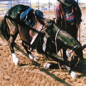 Ace was a great Movie Horse, trained to Rear /