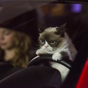 Still of Megan Charpentier and Grumpy Cat in Grumpy Cats Worst Christmas Ever 2014