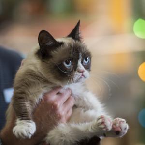 Still of Grumpy Cat in Grumpy Cat's Worst Christmas Ever (2014)