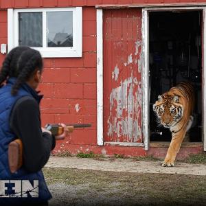 Shailyn Pierre-Dixon (Frances) faces of with a deadly tiger in BETWEEN