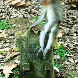 Macaque monkey in the Enchanted Monkey Forest Bali Indonesia