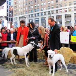 GMA - Robin Roberts, George Stephanopoulos, JuJu Chang, Charlie, Dr. Rachel Wagner, Charlie Cantrell, Einstein - The Smallest Stallion, Lilly - The White Boxer