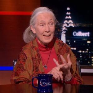 Still of Jane Goodall in The Colbert Report 2005