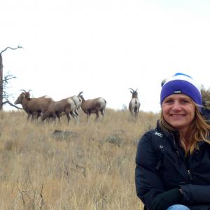 myself out filming big horn sheep