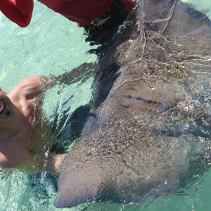 feeding time for Caymen islands sting rays