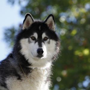 Houston the Alaskan Malamute stars as Chinook in, Against The Wild.
