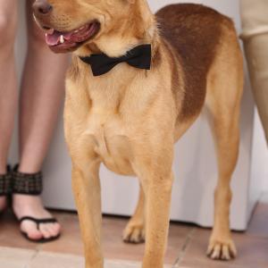 Dog actor Hagen attends the Feher Isten photocall at the 67th Annual Cannes Film Festival on May 17 2014 in Cannes France