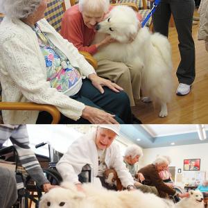 Some much appreciated therapy dog visits at a nursing home
