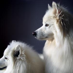 (Left to right) Normal Dog Nuka and Atka, the Amazing Eskie