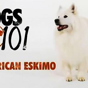 Opening segment from Animal Planets Dogs 101 episode