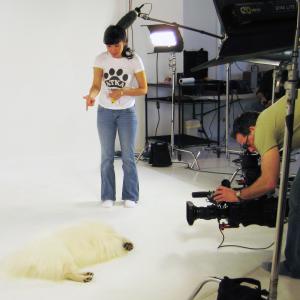 On set of Animal Planets Dogs 101 TV series playing dead for the camera