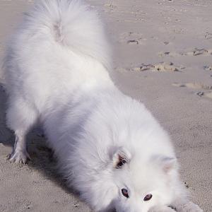 Official photo of Atka the Amazing Eskie