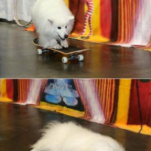 Skateboarding and playing dead at the American Kennel Club's 