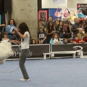Hoop jumping at the American Kennel Club's 