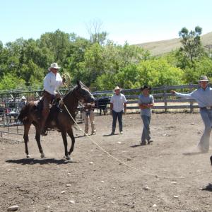 Roping calves for branding in Wyoming