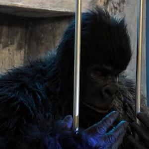 Still of Chris Casteel in Monster Gorilla 2014