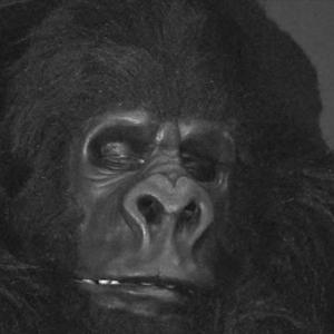 Still of Chris Casteel in Monster Gorilla 2014