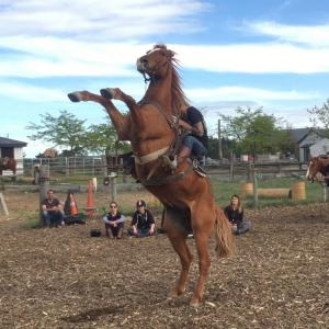 Horse Stunt Level 1
