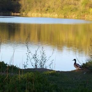 Mallard Drake at Sunset Pond by Julie McCulloch Burton