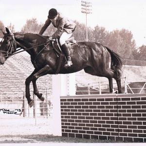 Gemmy, a thoroughbred that I bought to race. However he did not have the ability or desire to race, so I trained him to be a hunter jumper.