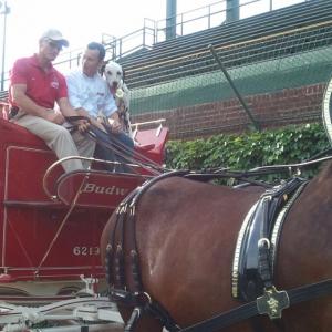 Budweiser Clydesdales Handler, Brewer and Rick Nechio positioning Clydesdales Hitch for photo shoot at Wrigley Field