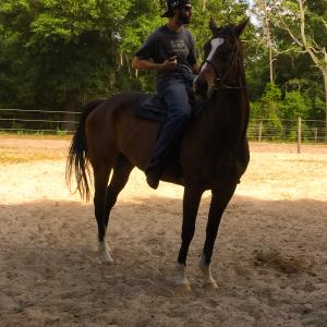 Dave on his Thoroughbred, Shiloh. 17 hands.